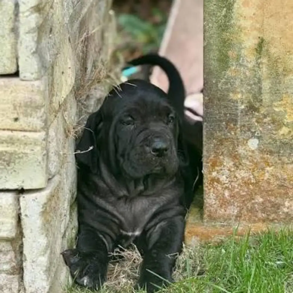 Cachorro Fila Brasilero negro