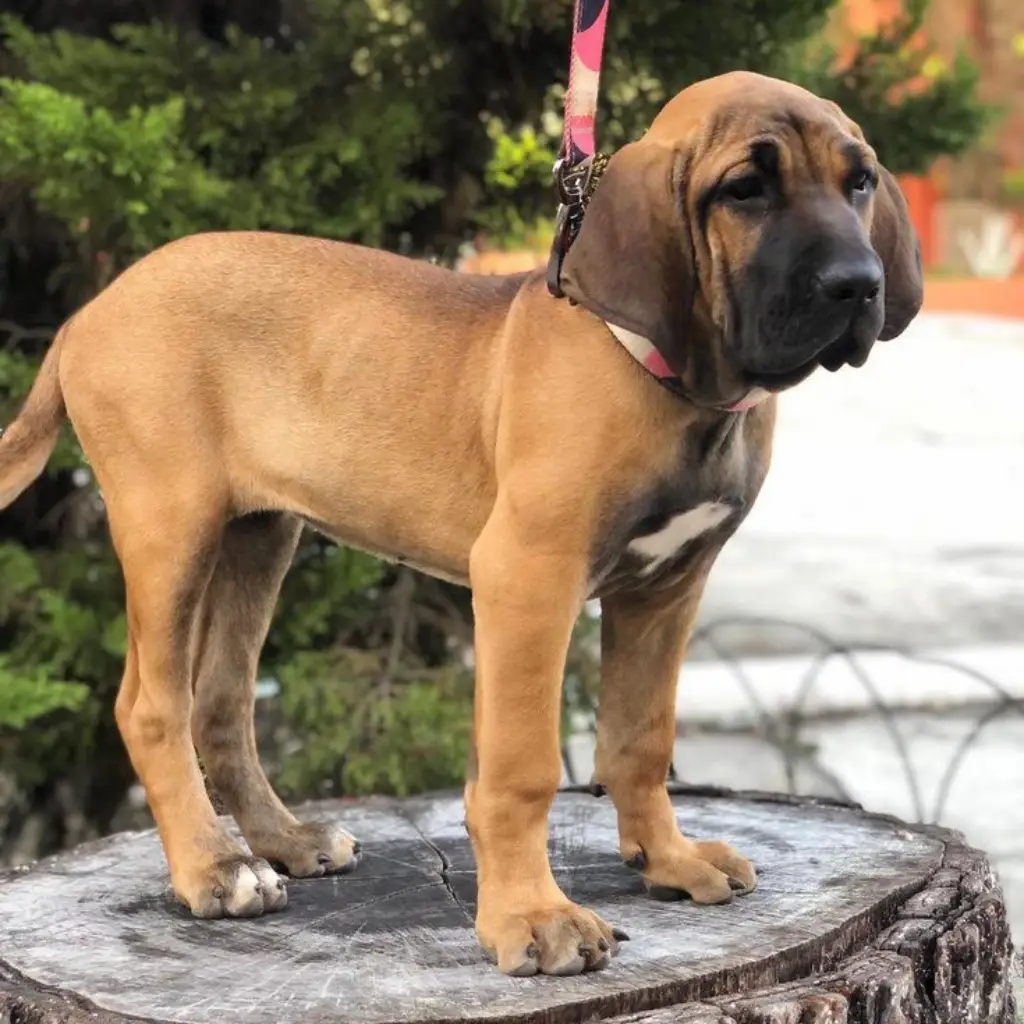 Fila Brasilero leonado precio Medellín