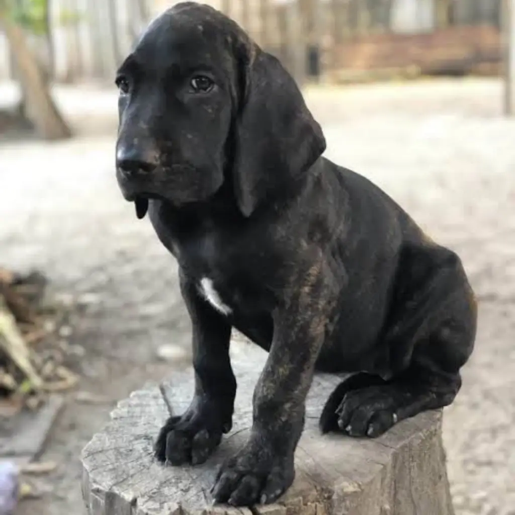 Perro Fila Brasilero negro