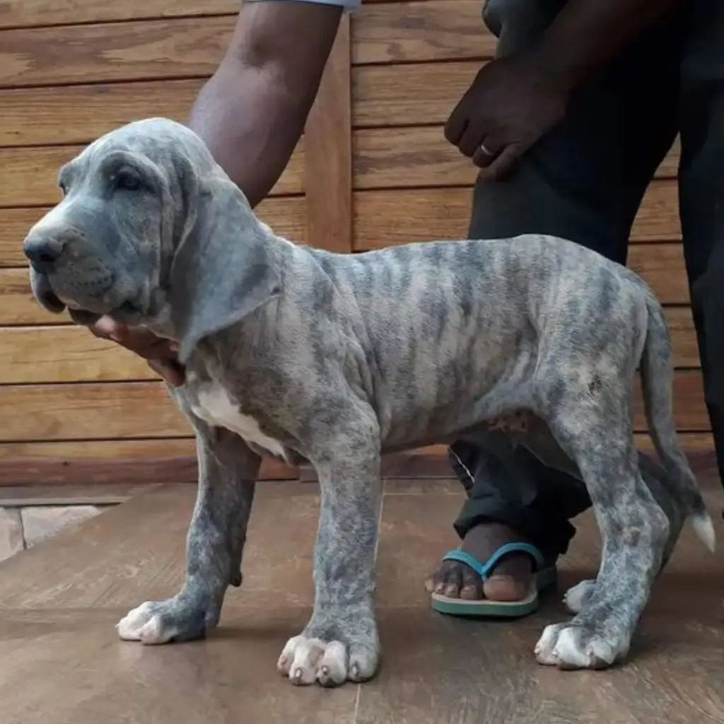 Perro Fila Brasilero blue